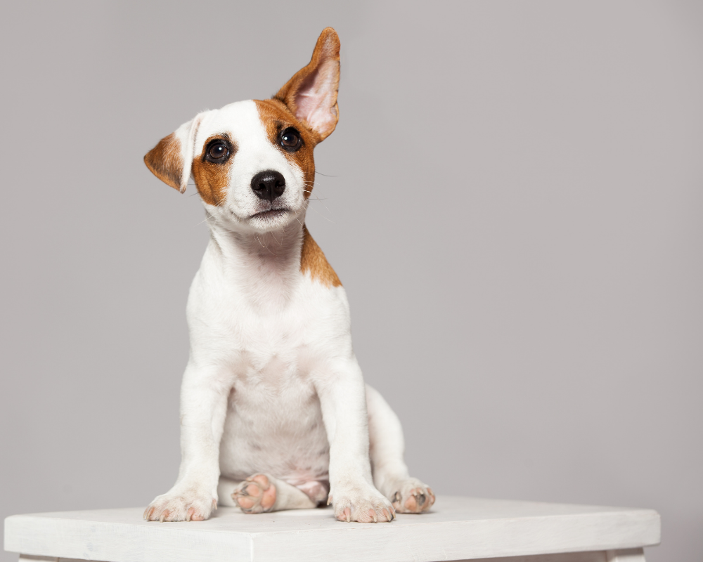 puppy sitting listening with one ear pricked.